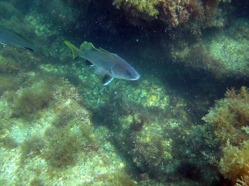 Ловля горбыля на искусственную мушку