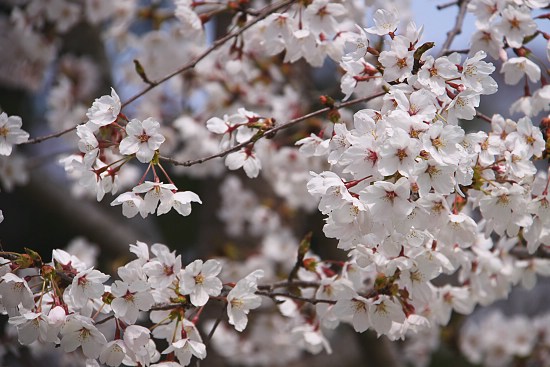 Sakura Report 01-10 / Рассказ Сакуры 01-10 Все фильмы серии.